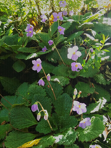 Tallers i xerrades pel teu alumnat d'aprenentatge i servei. Orella d'ós